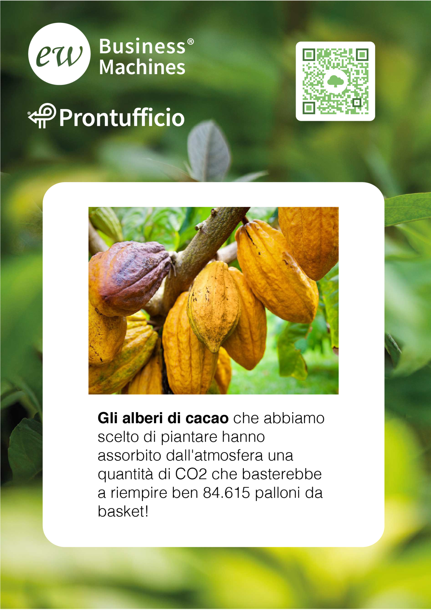 treedom albero cacao